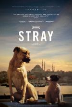 Watch Stray Watch123movies