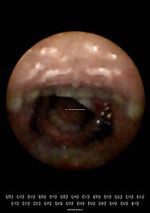 Watch Feeder (Short 2010) Watch123movies