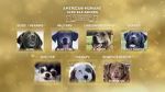 Watch American Humane Hero Dog Awards: 10th Anniversary Celebration (TV Special 2020) Watch123movies