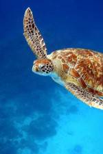 Watch Turtle Watch123movies