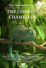 Watch Our Wonderful Nature - The Common Chameleon Watch123movies