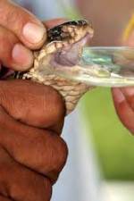 Watch History Channel Evolve:  Venom Watch123movies