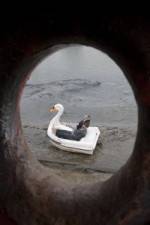 Watch Swandown Watch123movies