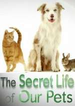 Watch The Secret Life of Our Pets Watch123movies