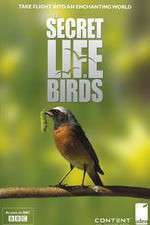 Watch Iolo's Secret Life of Birds Watch123movies