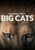 Watch The Secret Lives of Big Cats Watch123movies