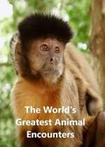 Watch World's Greatest Animal Encounters Watch123movies